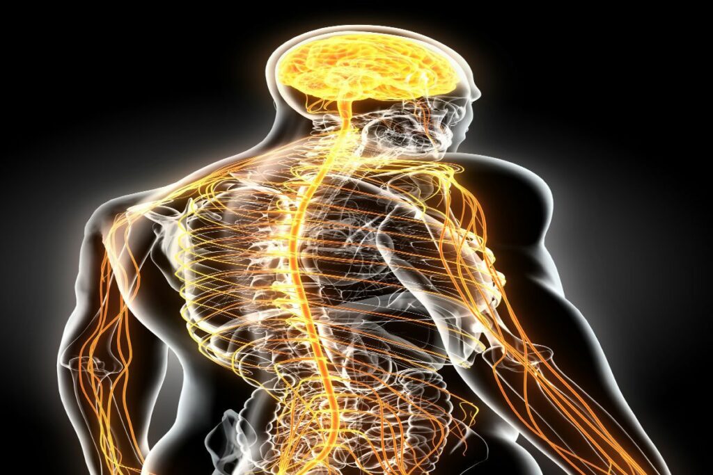 Car Accidents and Your Neurological System