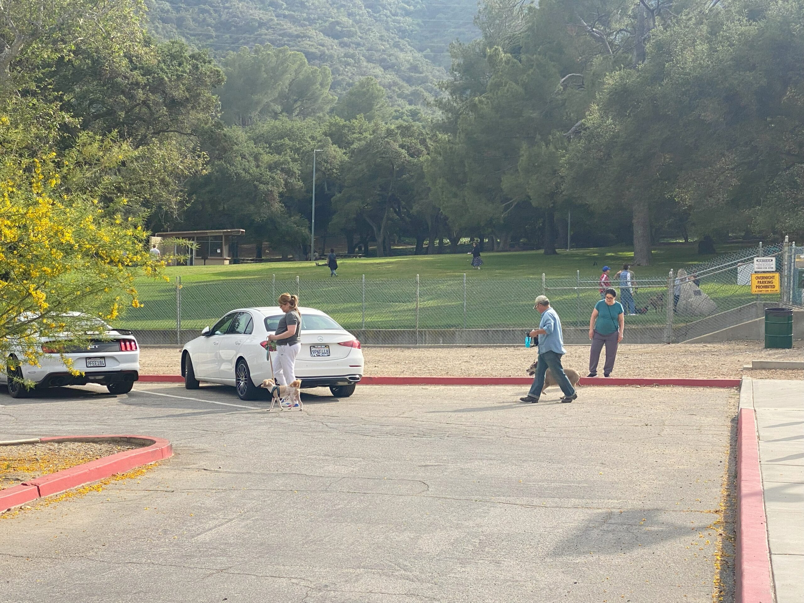 Pedestrians and dogs walking in parking lot at a Glendale CA Park. Dog Park surrounded by trees where dogs are playing in the background. 