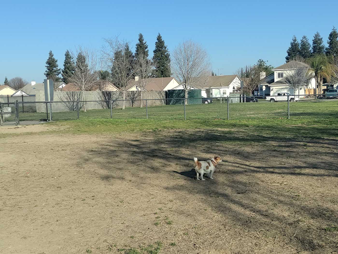 Dog playing at Swanson-Centennial Dog Park in Turlock.
