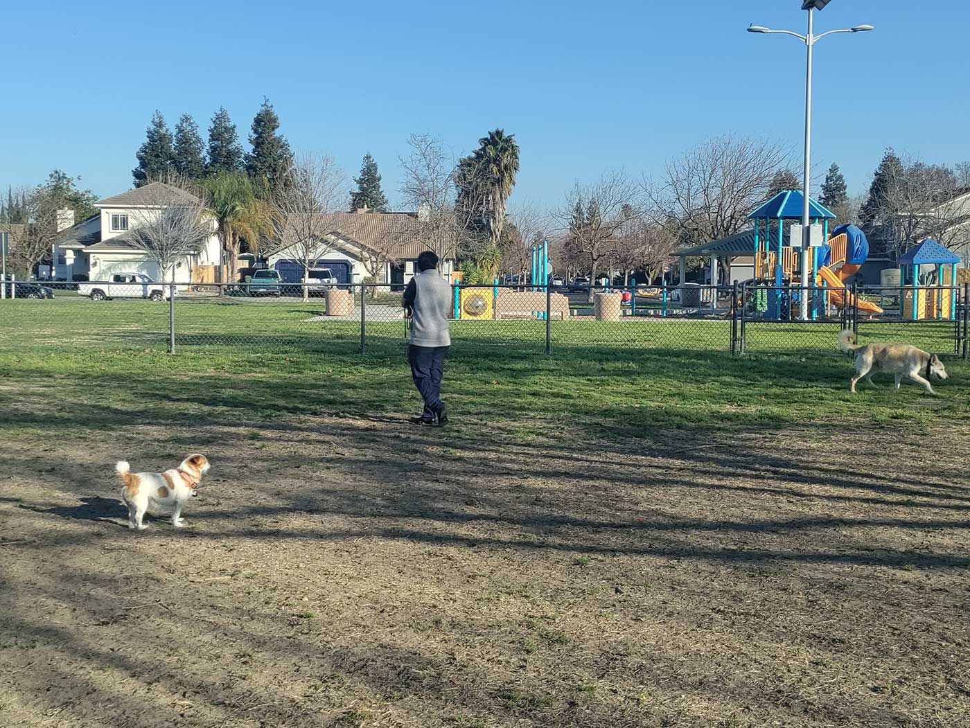 Dogs enjoying Swanson-Centennial Dog Park in Turlock.