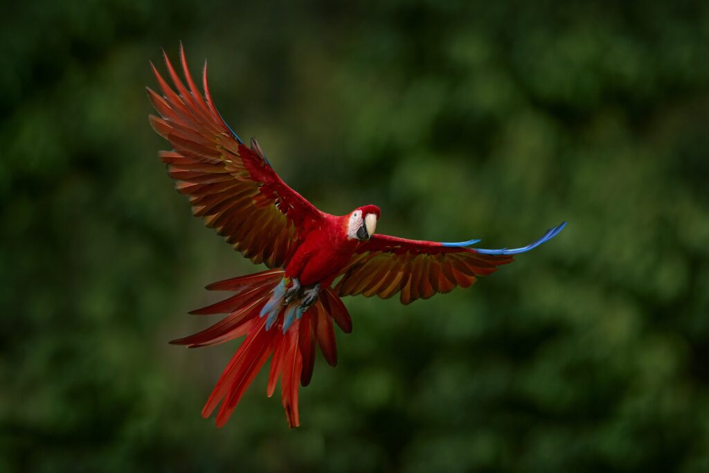 Scarlet Macaw Parrot in flight against green leaves background